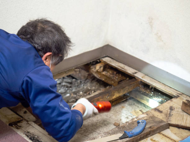 Best DIY Mold Remediation Support Services in Whitesboro, NJ
