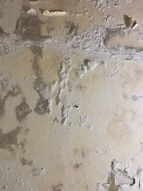 Best Bathroom Mold Remediation in Whitesboro, NJ
