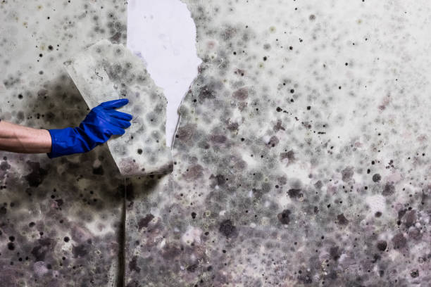 Whitesboro, NJ Mold Remediation Company